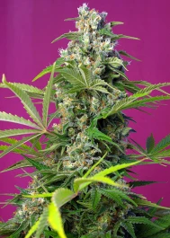 SWGG100 - SWEET SEEDS - GORILLA GIRL® FEM (SWS74) | 100 SEMI