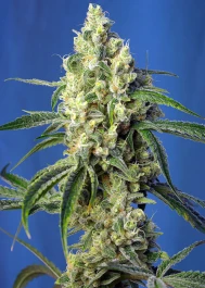SWGPCP5 - SWEET SEEDS - GREEN POISON CBD® FEM (SWS70) | 5+2 SEMI Disponibili fino a fine scorte