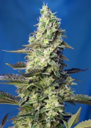 SWGPXLAP3 - SWEET SEEDS - GREEN POISON XL AUTO® FEM (SWS71) | 3+1 SEMI