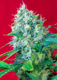 SWGP25 - SWEET SEEDS - GREEN POISON® FEM (SWS14) | 25 SEMI