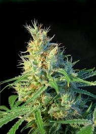 PS3 - SWEET SEEDS - PSICODELICIA® FEM (SWS07) | 3+1 SEMI