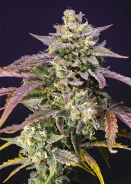 SWPPOGXLA3 - SWEET SEEDS - PURPLE PUNCH OG XL AUTO® FEM (SWS96) | 3+1 SEMI