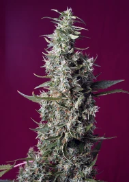 SWSCPP3 - SWEET SEEDS - SWEET CHERRY PIE® FEM (SWS92) | 3+1 SEMI