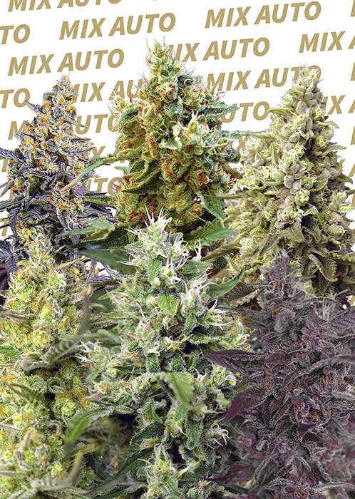 SWSMA10 - SWEET SEEDS - SWEET MIX AUTO® (SWS27) | 10 SEMI