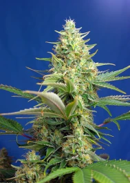 SWSPCPA5 - SWEET SEEDS - SWEET PURE AUTO CBD® FEM (SWS65) | 5+2 SEMI