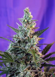 SWSKA3 - SWEET SEEDS - SWEET SKUNK AUTO® (SWS34) | 3+1 SEMI