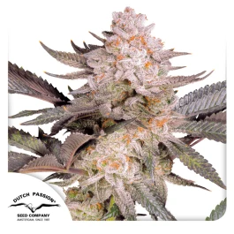 DP13702 - DUTCH PASSION - ORANGE BUD 2.0 FEM | 10 SEMI