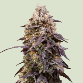 RQSFEMSQ001 - ROYAL QUEEN SEEDS - STICKY QUEEN FEM | 1 SEME
