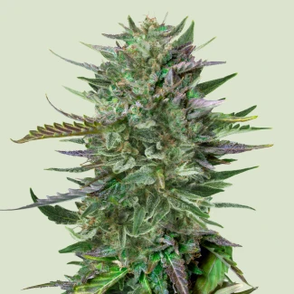 RQS_Do-Si-Dos-Fem_plant