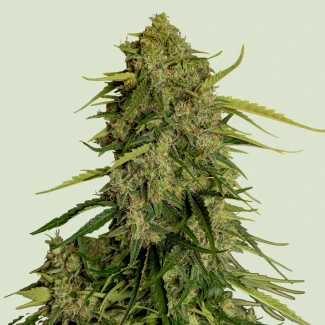 RQS_F1Hybrids-Atlas_plant