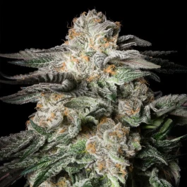 SILS029F003 - SILENT SEEDS - MINT CANDY FEM | 3 SEMI