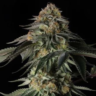 SILS_rainbow-gas-silent-seeds_plant