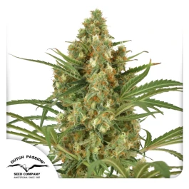 DP4632 - DUTCH PASSION - SNOW BUD FEM | 3 SEMI