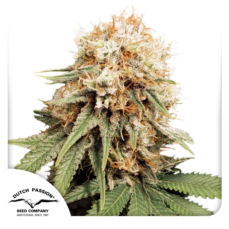 DP3201 - DUTCH PASSION - WHITE WIDOW REG | 10 SEMI