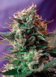 SWFVJ473 - SWEET SEEDS - JACK 47 F1 FAST VERSION® FEM (SWS51) | 3+1 SEMI
