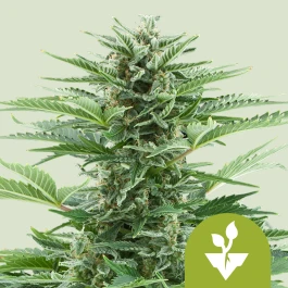 RQSAUR10002 - ROYAL QUEEN SEEDS - EASY BUD AUTO FEM | 10 SEMI