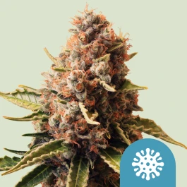 RQSCBD01004 - ROYAL QUEEN SEEDS - EUPHORIA CBD FEM | 1 SEME