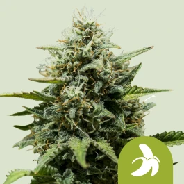 RQSAUT05058 - ROYAL QUEEN SEEDS - FAT BANANA AUTOMATIC FEM (USA PREMIUM) | 5 SEMI