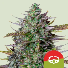 RQSAUT005088 - ROYAL QUEEN SEEDS - GOAT'LATO AUTO FEM (TYSON SEEDS) | 5 SEMI