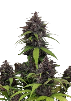 FB_purple-haze-auto_plant