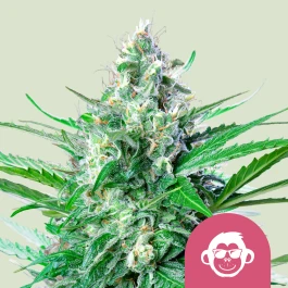 RQSFEM003076 - ROYAL QUEEN SEEDS - GRAPE APE FEM (USA PREMIUM) | 3 SEMI