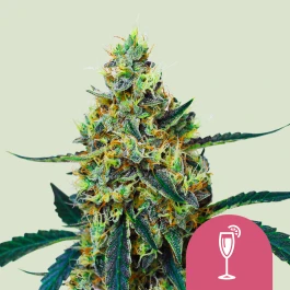 RQSFEM003063 - ROYAL QUEEN SEEDS - MIMOSA FEM (USA PREMIUM) | 3 SEMI