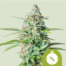 RQSAUT05007 - ROYAL QUEEN SEEDS - NORTHERN LIGHT AUTOMATIC | 5 SEMI