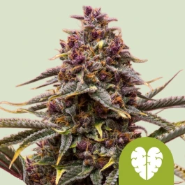 RQSAUT003100 - ROYAL QUEEN SEEDS - PINK MIST AUTO FEM | 3 SEMI