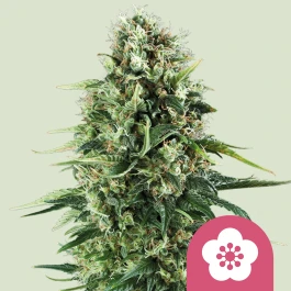 RQSFEM01004 - ROYAL QUEEN SEEDS - POWER FLOWER FEM | 1 SEME