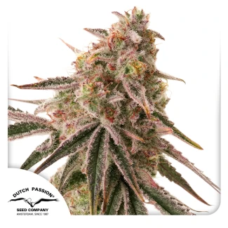 DP_Frozen-Biscotti-Dutch-Passion-Seed-company_plant