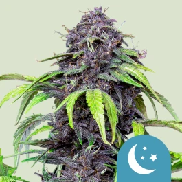 RQSCBD03057 - ROYAL QUEEN SEEDS - PURPLEMATIC CBD AUTO FEM | 3 SEMI