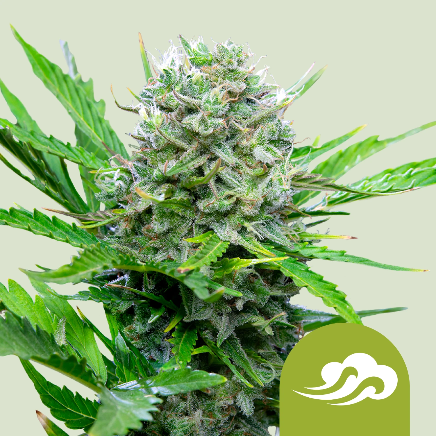 RQSAUT05009 - ROYAL QUEEN SEEDS - ROYAL BLUEMATIC AUTO FEM | 5 SEMI