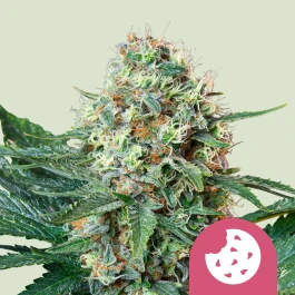RQSFEM03034 - ROYAL QUEEN SEEDS - ROYAL COOKIES FEM | 3 SEMI