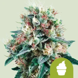 RQSAUT05011 - ROYAL QUEEN SEEDS - ROYAL CREAMATIC AUTO FEM | 5 SEMI