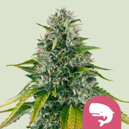 RQSFEM10016 - ROYAL QUEEN SEEDS - ROYAL MOBY FEM | 10 SEMI