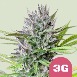 RQSFEM3050 - ROYAL QUEEN SEEDS - TRIPLE G FEM (USA PREMIUM) | 3 SEMI