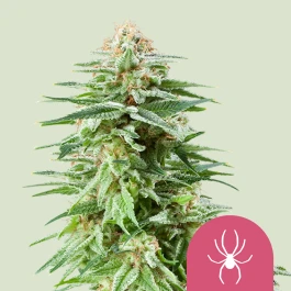 RQSFEM03002 - ROYAL QUEEN SEEDS - WHITE WIDOW FEM | 3 SEMI