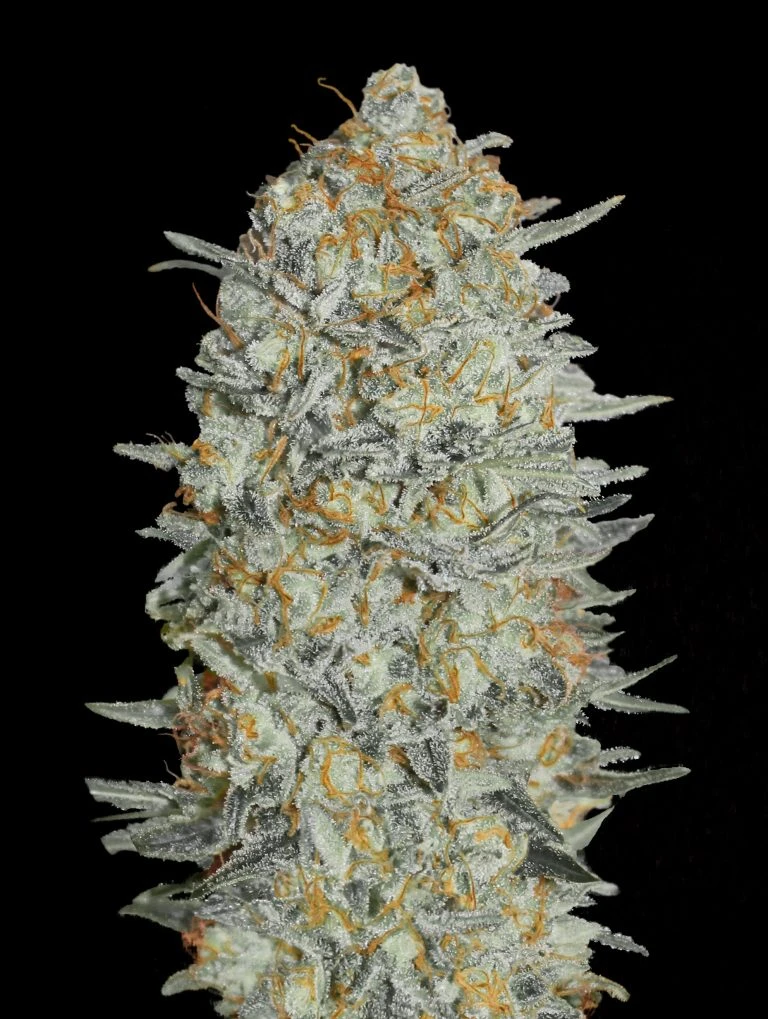ADVSG33A0003 - ADVANCED SEEDS - AUTO GELATO #33 FEM | 3 SEMI