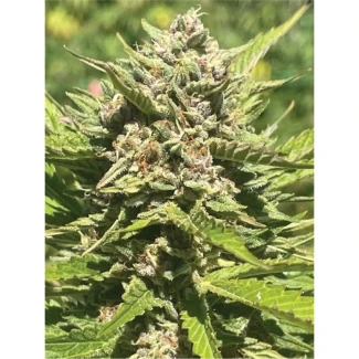 HSC_banana_melt_fem_plant