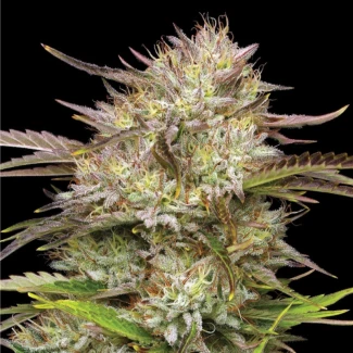 HSC_california_haze_plant