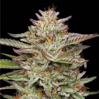 HSC_banana_og_auto_plant