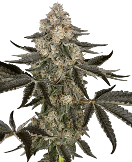 SS_sauvignon_blanc_auto_plant