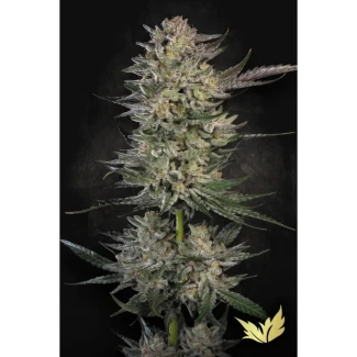 PS_candy_breath_plant