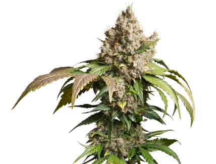 DP_Auto-Red-Tropicana-Cookies_plant