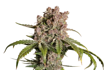 DP_Auto-Strawberry-Soda-_plant