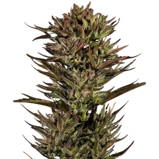 BF_thin_mint_x_sour_pinot_auto_plant