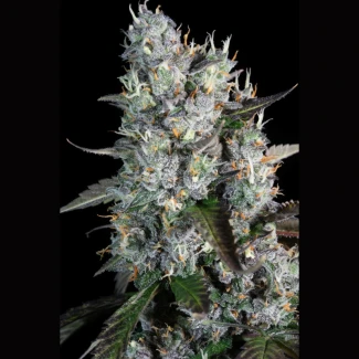 PS_red_velvet_auto_fem_plant_02