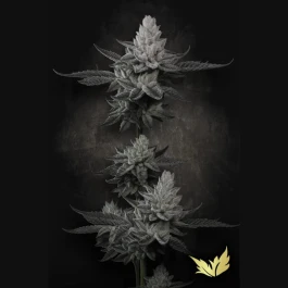 PSCHCK005 - PARADISE SEEDS - CHEM CAKE FEM | 5 SEMI
