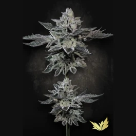 PSGF005 - PARADISE SEEDS - G-FORCE FEM | 5 SEMI