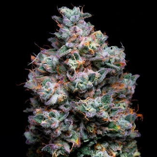 SILS_-acai_jelly-fem_plant_02